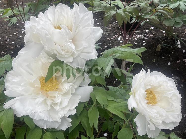 上野東照宮ぼたん苑の牡丹 白い牡丹,牡丹,春の花の写真素材