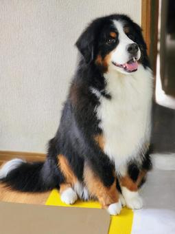 Photo, dog, bernese mountain dog, bernie&#39;s, 