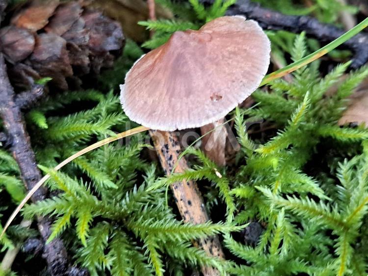 スギゴケとキノコ１ 秋,農村,農家の写真素材