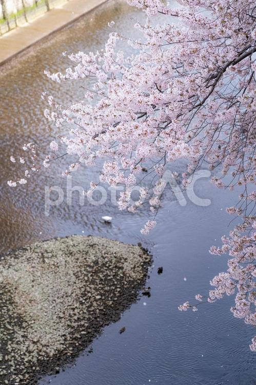 川岸で咲く満開の桜と散る花びら 桜吹雪,桜,春の写真素材