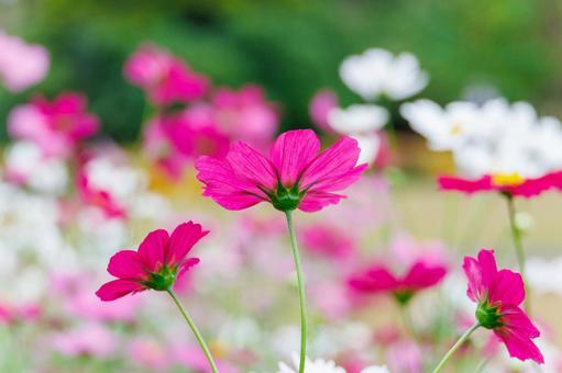 Cosmos field Pink and white flowers in full bloom, JPG