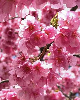 桜 桜の写真