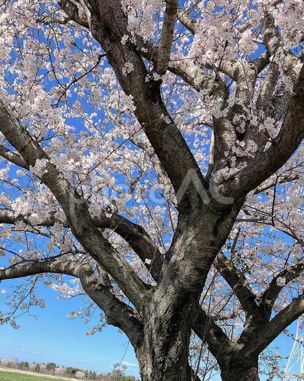 桜の木と空の写真 桜,ソメイヨシノ,咲くの写真素材