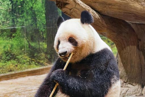 ジャイアントパンダ ジャイアントパンダ 哺乳類,熊,動物の写真素材