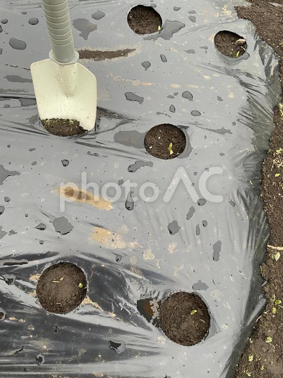 自家栽培のにんにく（芽） にんにく,芽,家庭菜園の写真素材