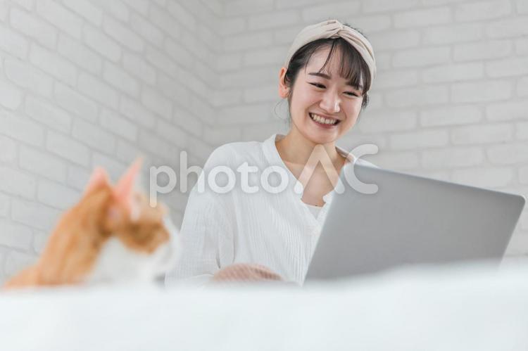 家で猫と一緒にテレワークする女性 猫,パソコン,女性の写真素材