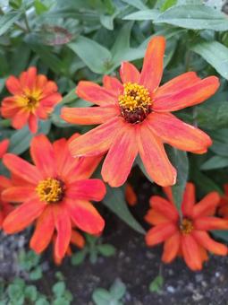 オレンジ色のジニア  ０５ ジニア,ヒャクニチソウ,百日草の写真素材