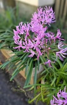 ネリネ ネリネ ネリネ,植物,ヒガンバナ科の写真素材