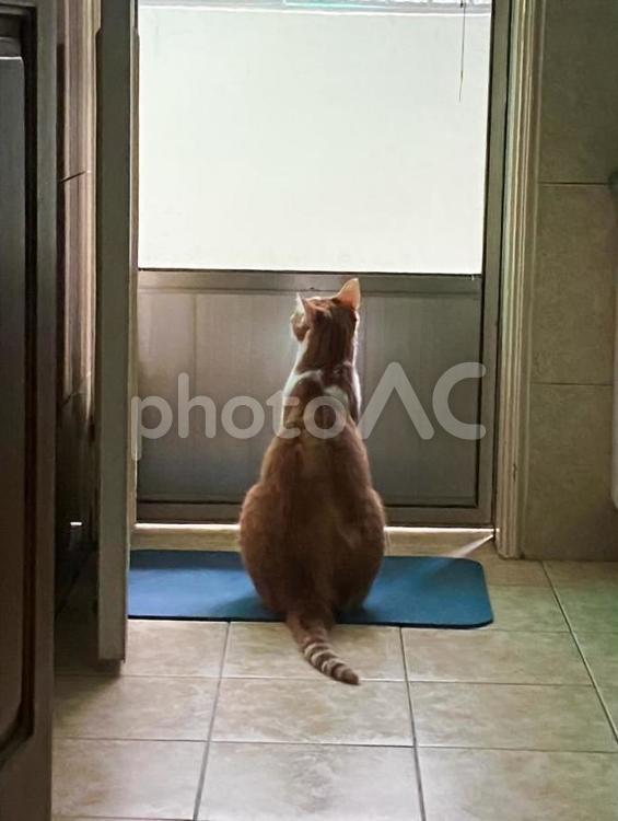 窓の外を見ている猫 オレンジ色の猫,飼い猫,kittyの写真素材