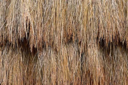 天日干しのお米 天日干しのお米 米,収穫,秋の写真素材