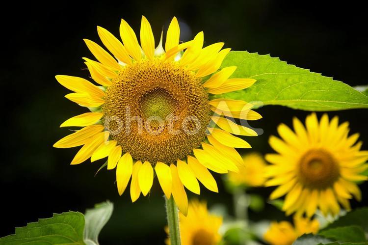 しっかり咲いたひまわりの大輪 ひまわり,向日葵,花の写真素材