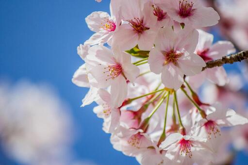 桜と青空 #4 桜と青空 #4の写真