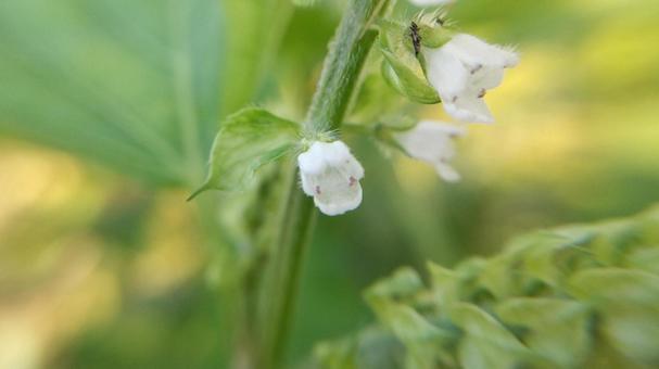 青じその花のアップ 青じその花のアップ 青じそ,シソ,花の写真素材