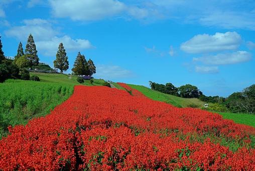淡路島 あわじ花さじき㉔ サルビア 淡路島 あわじ花さじき㉔ サルビア 兵庫県,あわじ花さじき,サルビアの写真素材