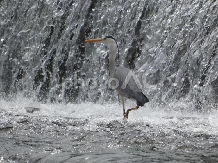 魚を呑み込んだアオサギ 鳥,野鳥,アオサギの写真素材