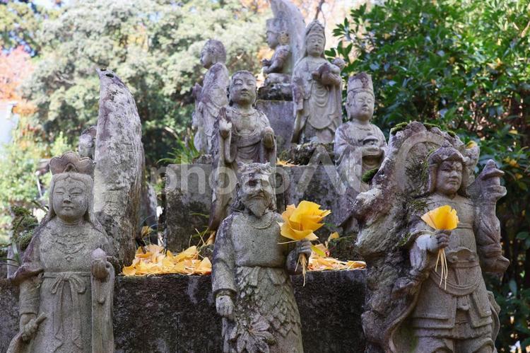 １２月上旬のさぬき市大窪寺の紅葉 背景,紅葉,植物の写真素材
