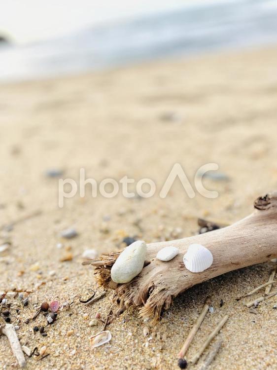流木　砂浜　貝殻 砂,砂浜,海岸の写真素材