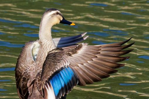 翼を広げるカルガモ カルガモ,軽鴨,夏留鴨の写真素材