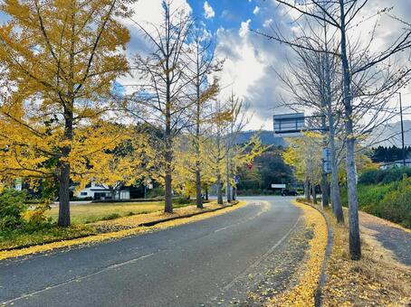 秋の神鍋高原　秋　紅葉 イチョウ,秋,紅葉の写真素材