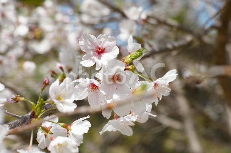 2024姫路城と桜33 さくら,空,サクラの写真素材