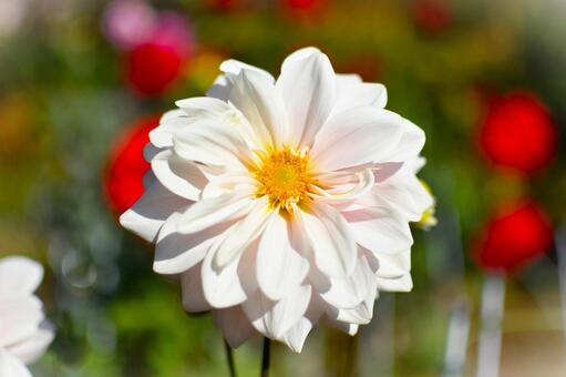 ダリア ダリア,花,秋の花の写真素材