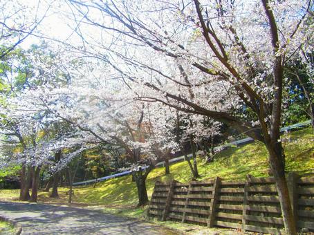 スポーツ公園の桜 スポーツ公園の桜の写真