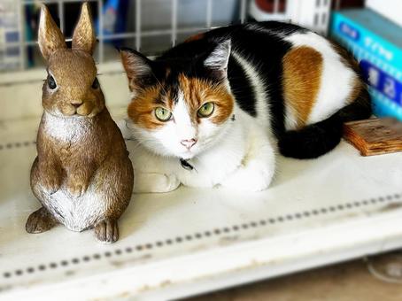 ウサギと三毛猫 三毛猫,calico,ネコの写真素材