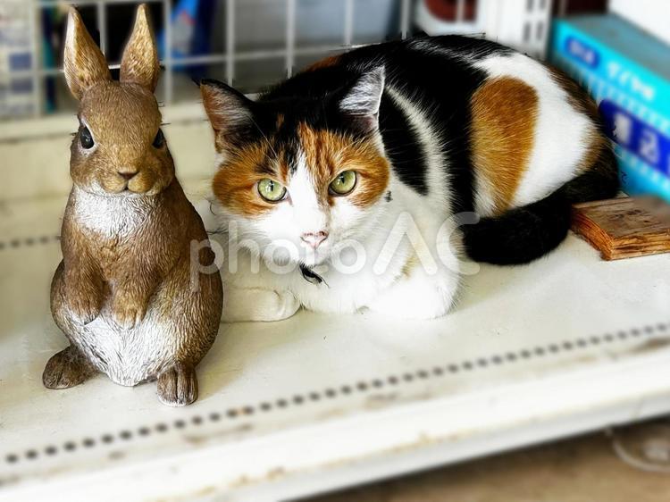 ウサギと三毛猫 三毛猫,calico,ネコの写真素材