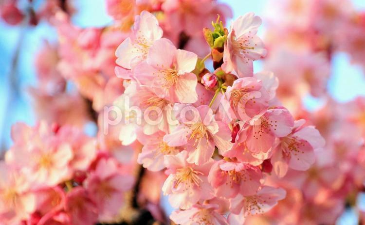 満開のピンクの桜の花 桜,花,ピンクの花の写真素材