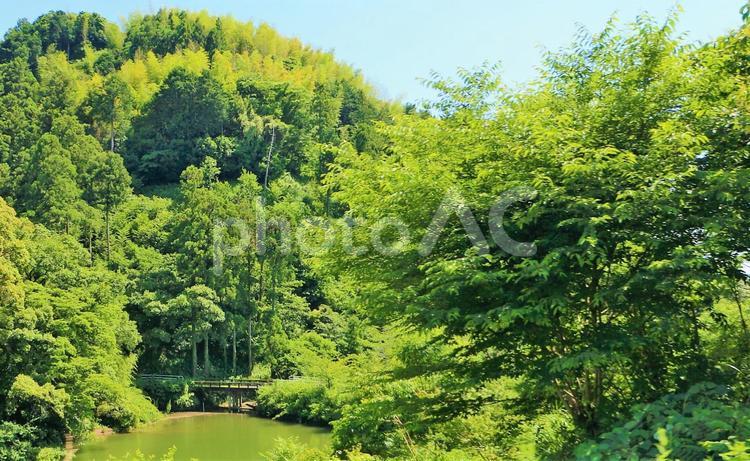 森の中の緑色の池 池,水面,緑色の写真素材