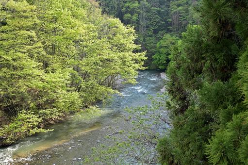 広がる新緑と透明な輝きの渓流 山河,自然,新緑の写真素材