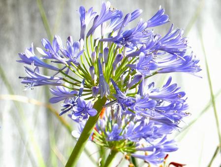 Photo, agapanthus, purple clam, blue, 