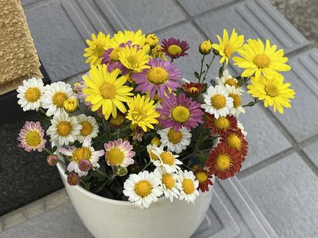 菊の花 菊,花,秋の写真素材