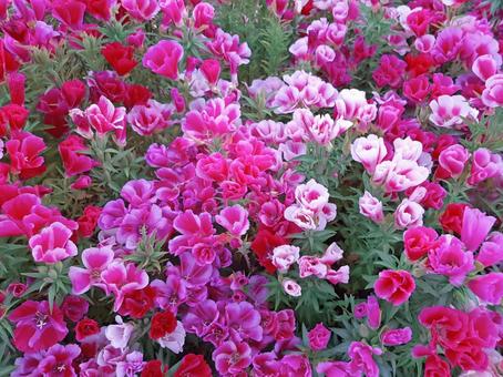 ゴデチア2 ゴデチア2 ゴデチア,ゴデチャ,花畑の写真素材