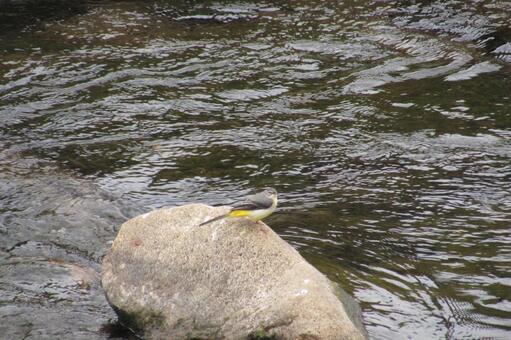 Yaskawa Wild Bird, pássaro selvagem, pássaro, yasukawa, JPG