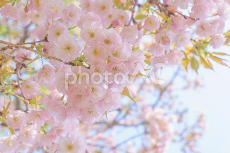 ふんわりピンクの八重桜 八重桜,桜,背景の写真素材