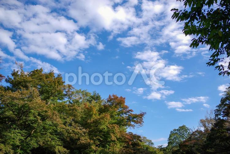 明治神宮の紅葉と秋空 空,自然,森の写真素材