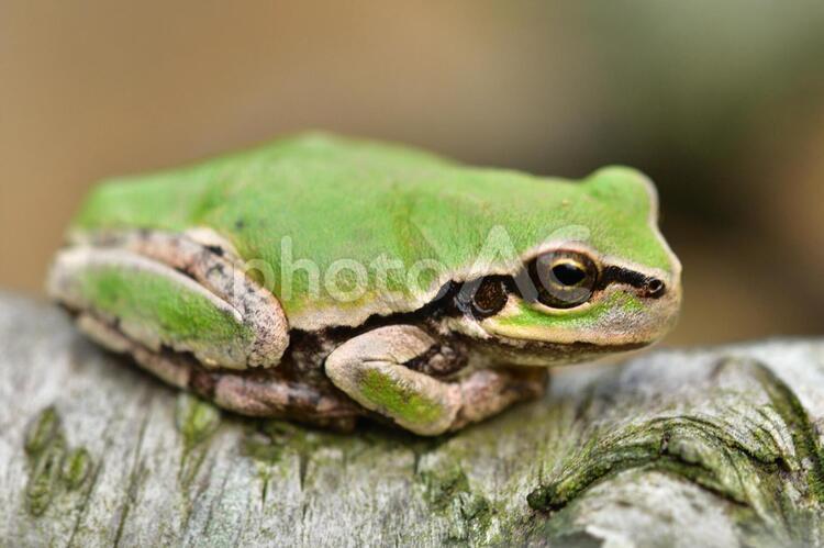 生き物　アマガエル 爬虫類,日本アマガエル,草の写真素材