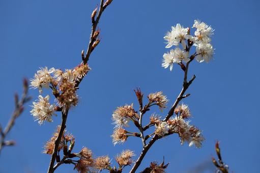 春空に伸びるシナミザクラ シナミザクラ,桜,サクランボの花の写真素材