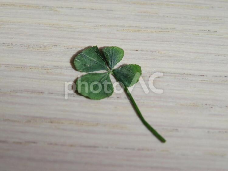 四つ葉のクローバー　押し花 葉,何人もありません,クローバーの写真素材