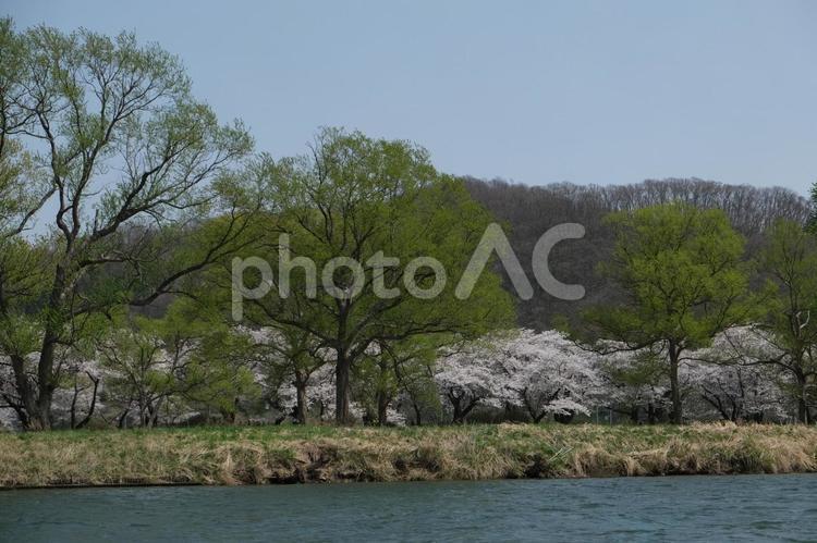 北上展勝地の桜　遊覧船から見た桜の風景 岩手,北上,展勝地の写真素材