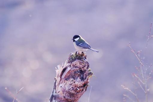 木にとまるシジュウカラ 木にとまるシジュウカラの写真