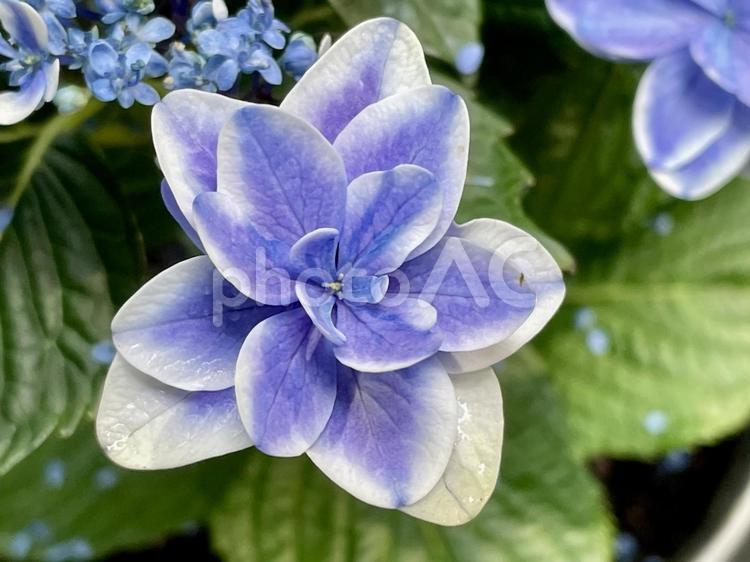 星咲きのあじさい 紫陽花,星咲き,青の写真素材