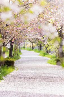 桜の花が落ちる道 桜の花が落ちる道の写真