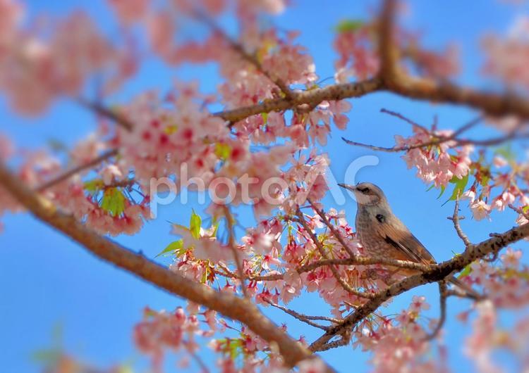桜の枝にとまるヒヨドリ サクラ,春,ヒヨドリの写真素材