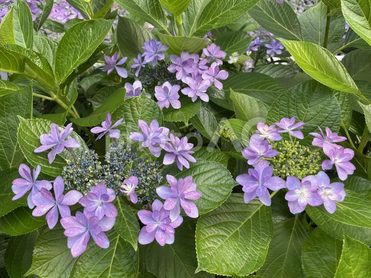 ガクアジサイの花 アジサイ,紫陽花,ガクアジサイの写真素材