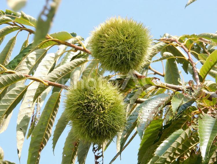 【植物写真】イガグリ（毬栗） イガグリ,毬栗,自然の写真素材