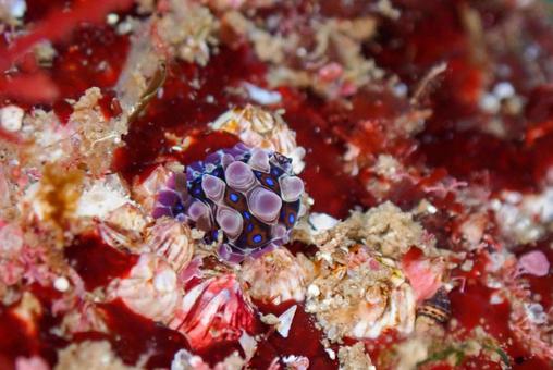 Photo, scuba diving, diving, nuushi, 