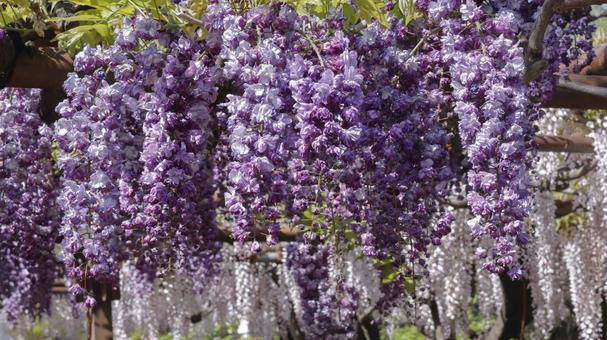 Wisteria (double black dragon), JPG