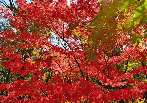 モミジの紅葉 もみじ,紅葉,秋の写真素材